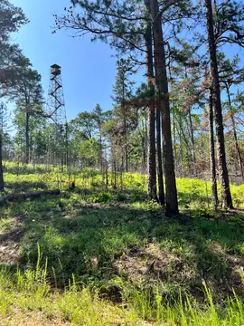Photo of Bankhead Lookout Tower