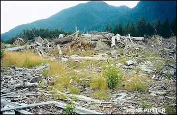 Site remains