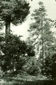 Ingram Point Lookout 1926 - 1934