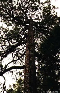 Flower Point crow's nest
