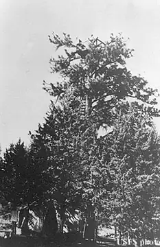 Alder Springs in 1935