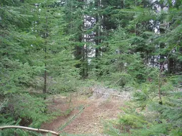 Humptulips Ridge Lookout Site