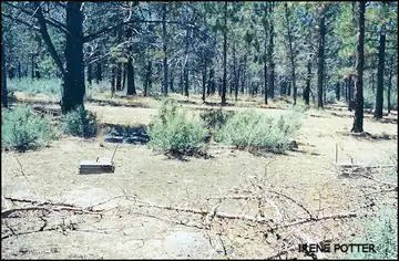 Photo of Fly Lake Lookout Site