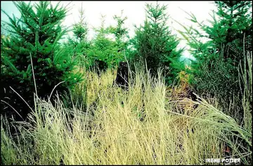 New growth at site November 2000
