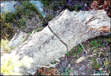 Remnant wire September 2001