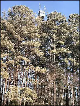 Photo of Smyrna Fire Tower