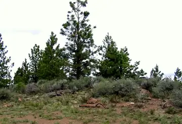 Sixteen Butte Lookout site 2006