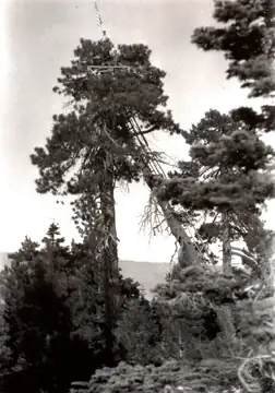 Tree Lookout