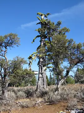 Flagtail Mtn. in 2013