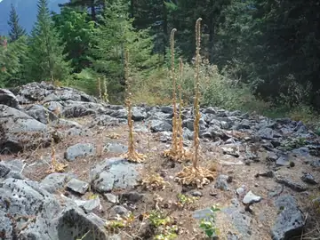 Soda Springs Lookout site