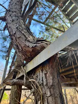 Photo of Franklin State Forest Lookout Tower