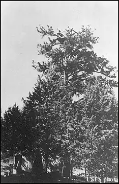 Photo of Alder Springs Lookout Site
