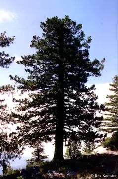 Leecher Mtn. L.O. tree in 1999