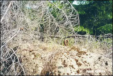 Eyebolt in boulder 7/26/2000