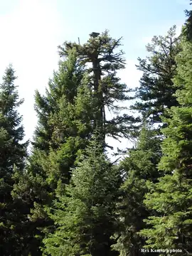 East Wolf Mtn. in 2012