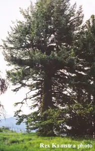 Mt. Pisgah crow's nest