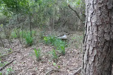 Photo of Longleaf Lookout Tower