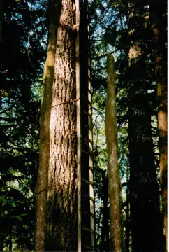 Green Point Lookout site 2003