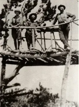 Tree Platform