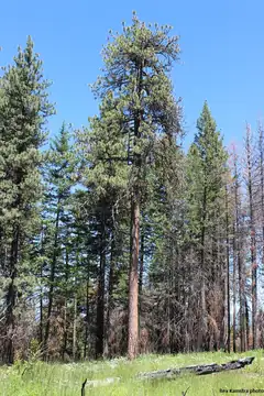 Hoodoo Ridge Lookout Tree in 2017
