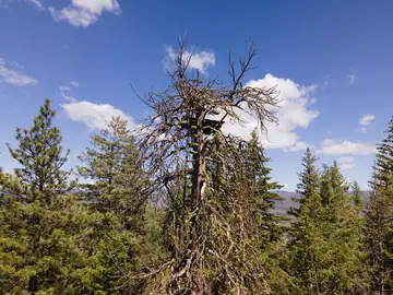 Earlier crows nest lookout in July 2021