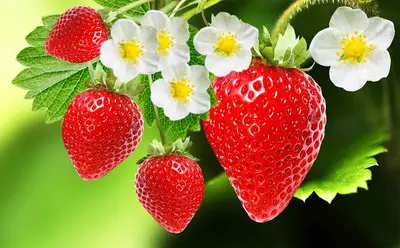 Strawberries (Fragaria × ananassa)