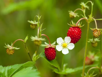Virginia strawberry (Fragaria virginiana)