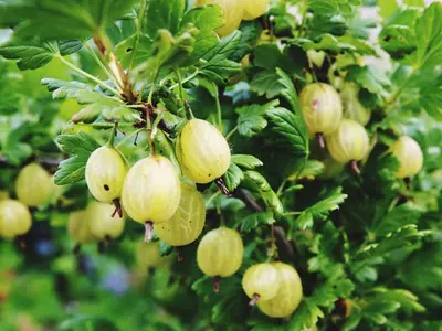 Gooseberry (Ribes hirtellum 'friend red thornless')