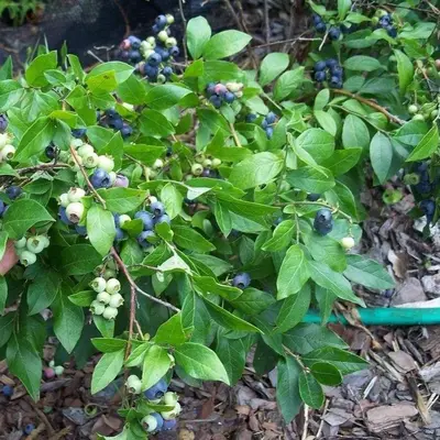 Low bush Blueberry (Vaccinium angustifolium)