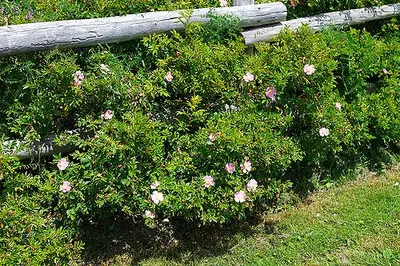 Pasture Rose (Rosa carolina)