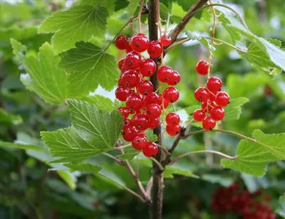 Red Currant (Ribes rubrum)