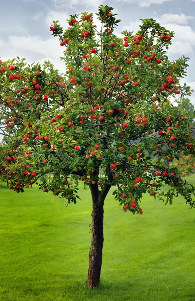 apple (Malus sp)