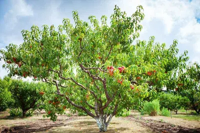 Peach (Prunus persica)