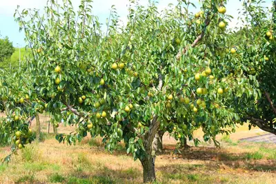 Pear (Pyrus sp)