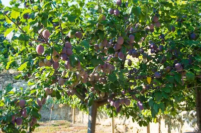 Plum (Prunus domestica)