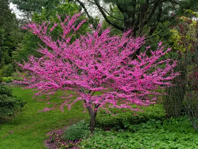 Redbud (Cercis canadensis)