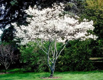 Serviceberry (Amelanchier laevis)