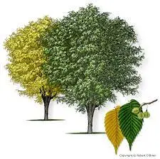 American Elm (Ulmus americana)