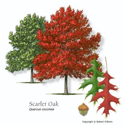 Scarlet Oak (Quercus coccinea)