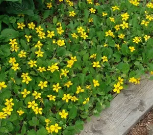 Allen Bush Green and Gold (Chrysogonum virginianum 'Allen Bush')