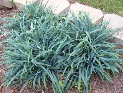 Bunny Blue Sedge (Carex 'bunny blue')