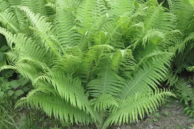 Lady Fern (Athyrium filix-femina,)