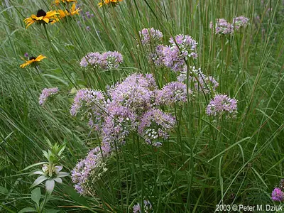 Prairie Onion (Allium cernuum)
