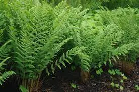 Wood Fern (Dryopteris marginalis)