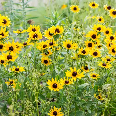 Black-eyed Susan (Rudbeckia fulgida 'goldstrum')