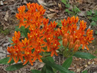 Butterflyweed (Asclepias tuberosa)
