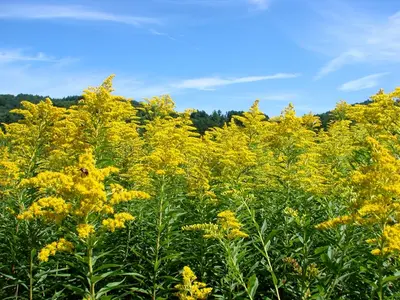 Fragrant Goldenrod (Solidago odora)