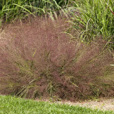 Love Grass (Eragrostis spectabilis)