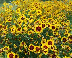 Plains Coreopsis (Coreopsis verticillata 'Moonbeam')