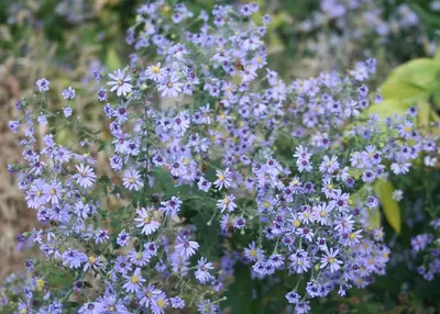 Short's Aster (Symphyotrichum cordifolium)